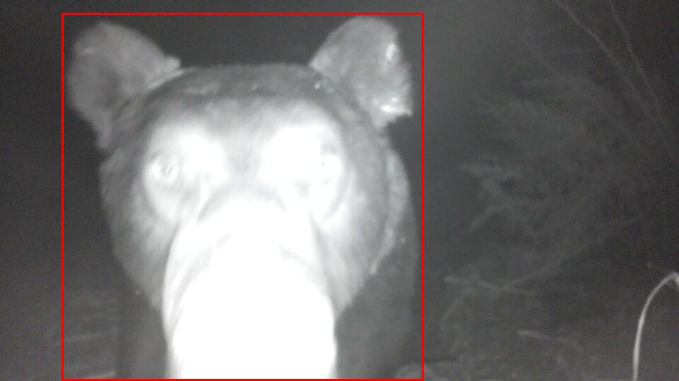 Close bear observation from a prototype UrsiQ camera
