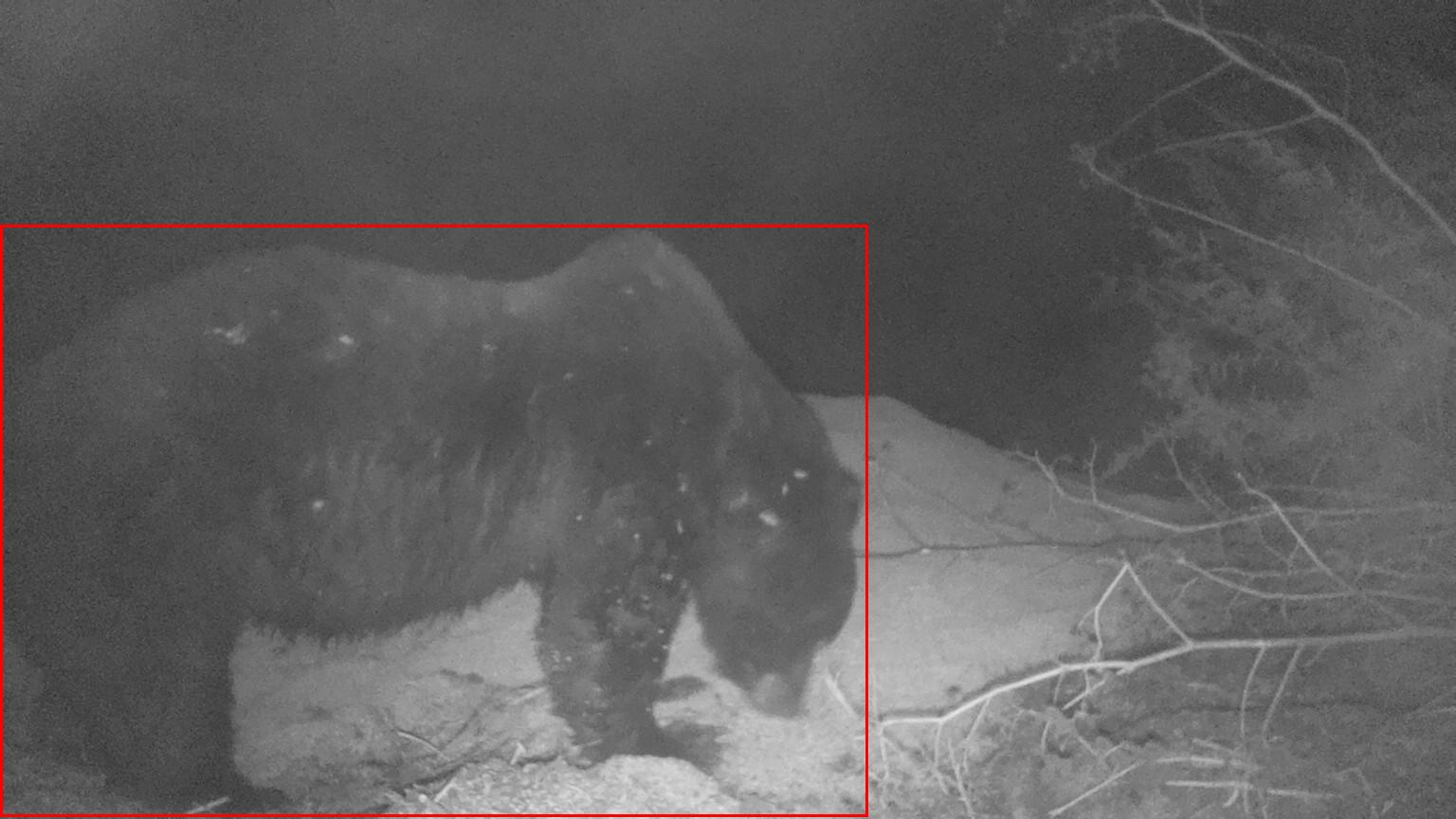 Bear detected at night by a prototype UrsiQ camera