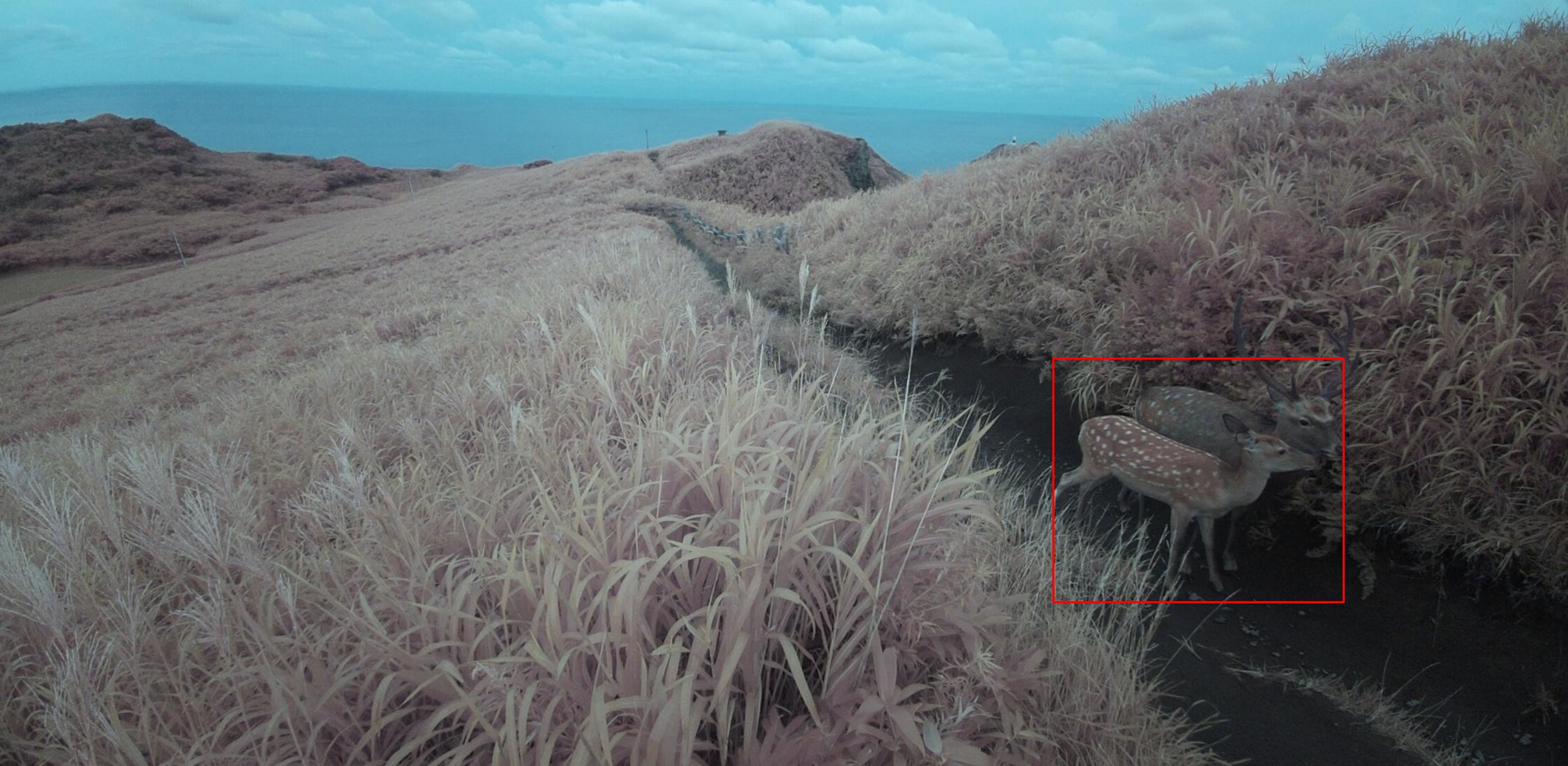 Two deer detected by a UrsiQ field camera